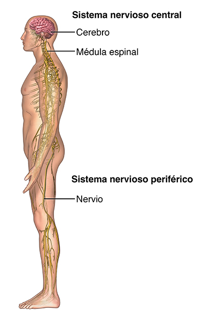 Vista lateral del cuerpo donde se observa el sistema nervioso central y el periférico.